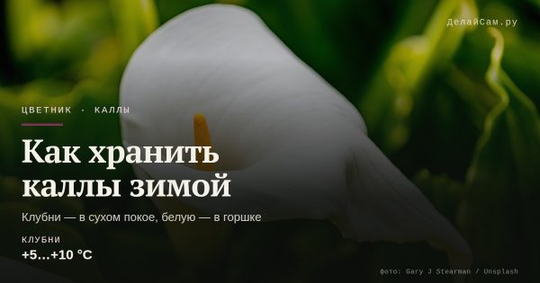 Как хранить каллы зимой