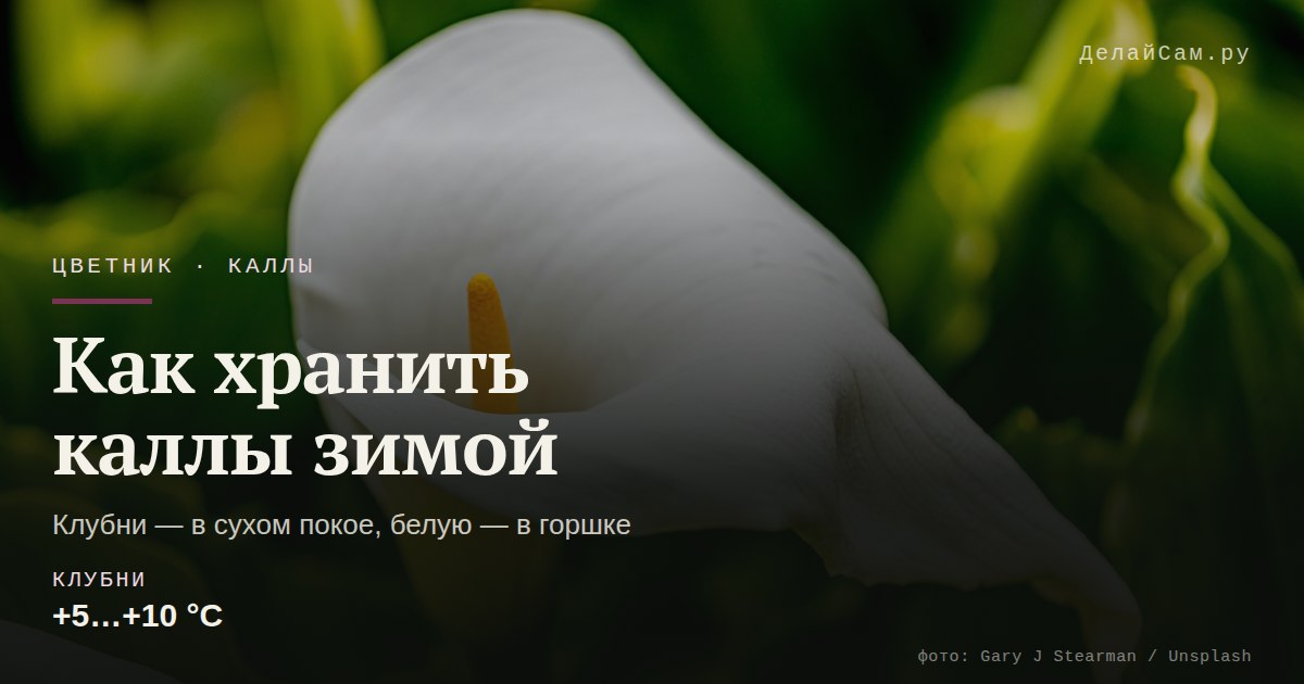 как хранить каллы зимой