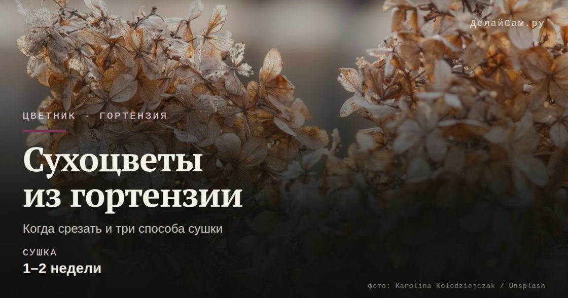 Сухоцветы из гортензии