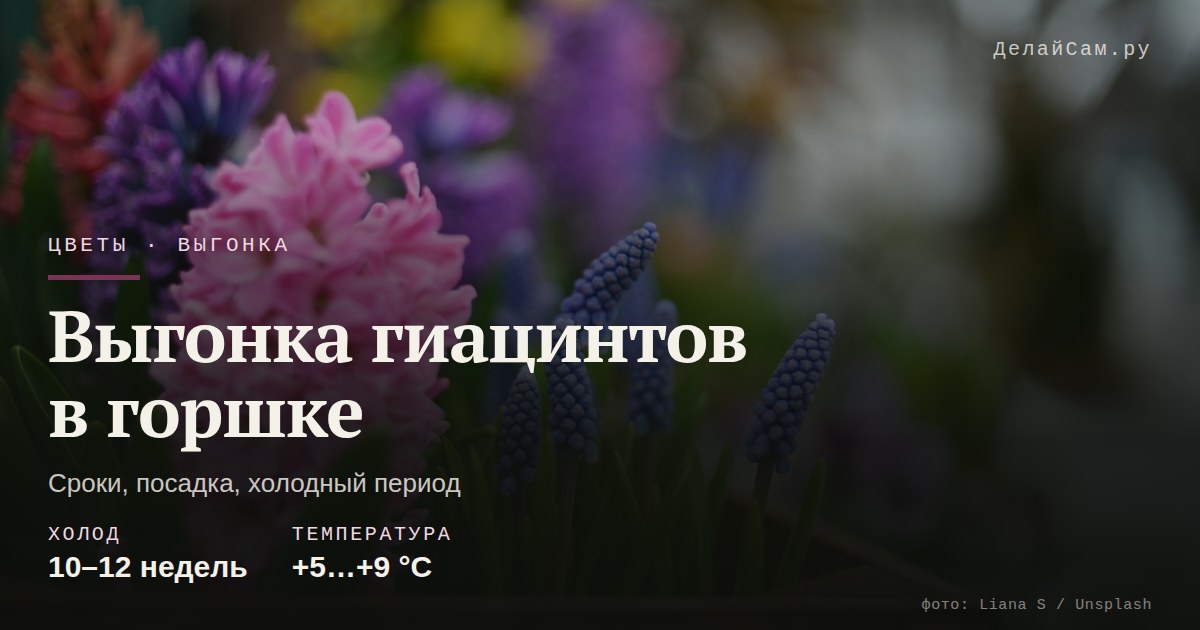 выгонка гиацинтов