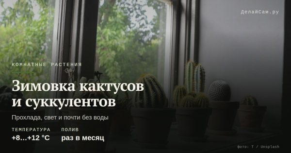 Зимовка кактусов и суккулентов