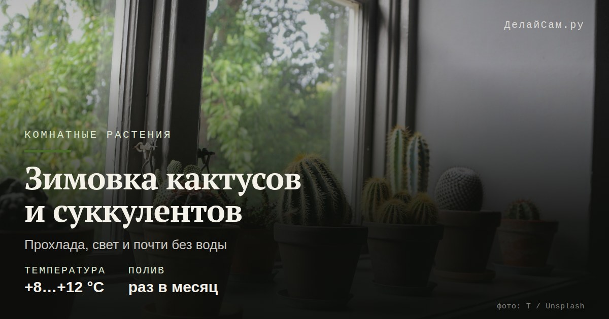 зимовка кактусов и суккулентов