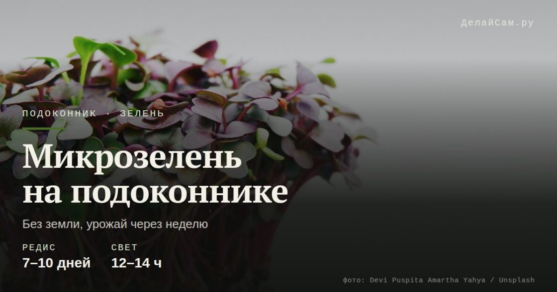 Микрозелень на подоконнике
