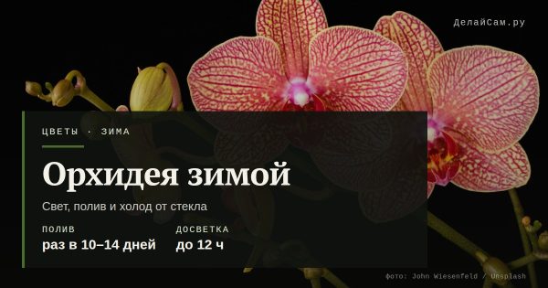 Орхидея зимой: свет, полив, температура