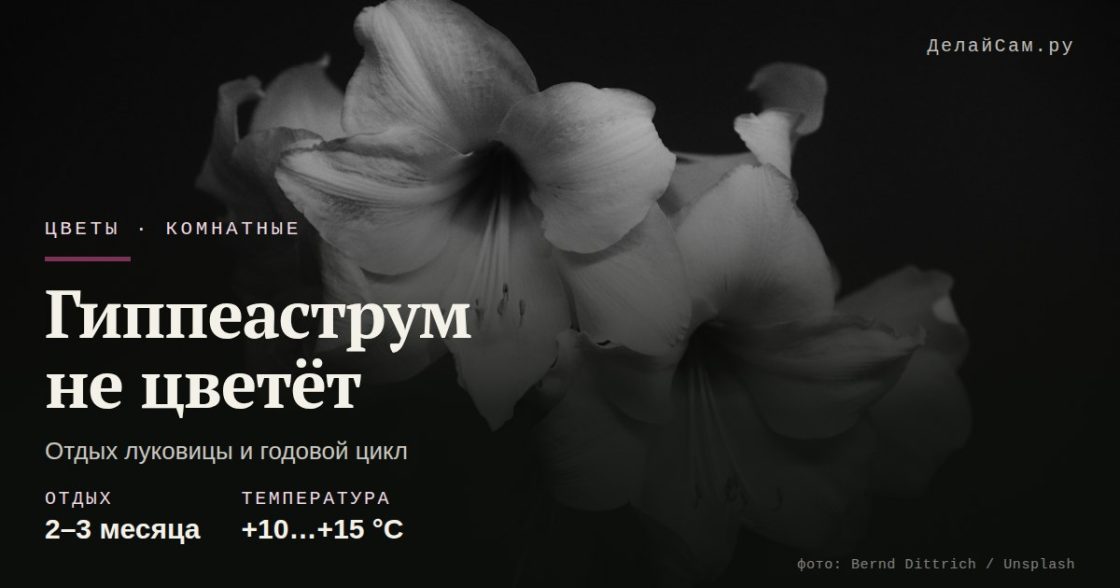 Гиппеаструм не цветёт: отдых луковицы