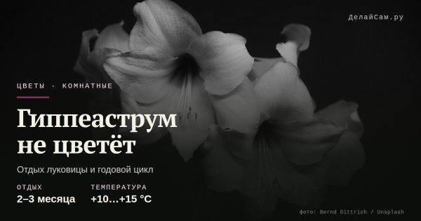 Гиппеаструм не цветёт: отдых луковицы Гиппеаструм не цветёт: отдых луковицы