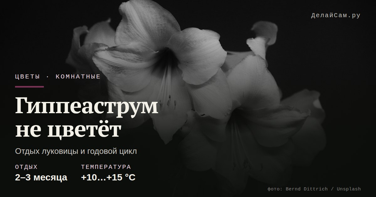 гиппеаструм не цветёт