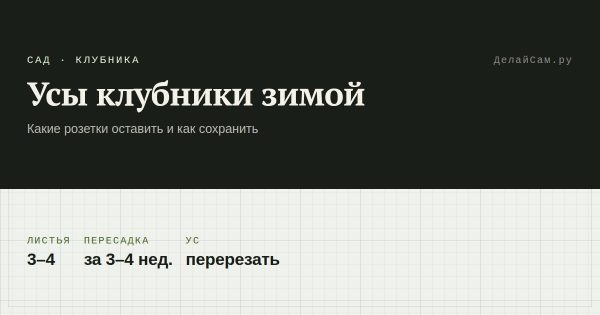Как сохранить усы клубники зимой