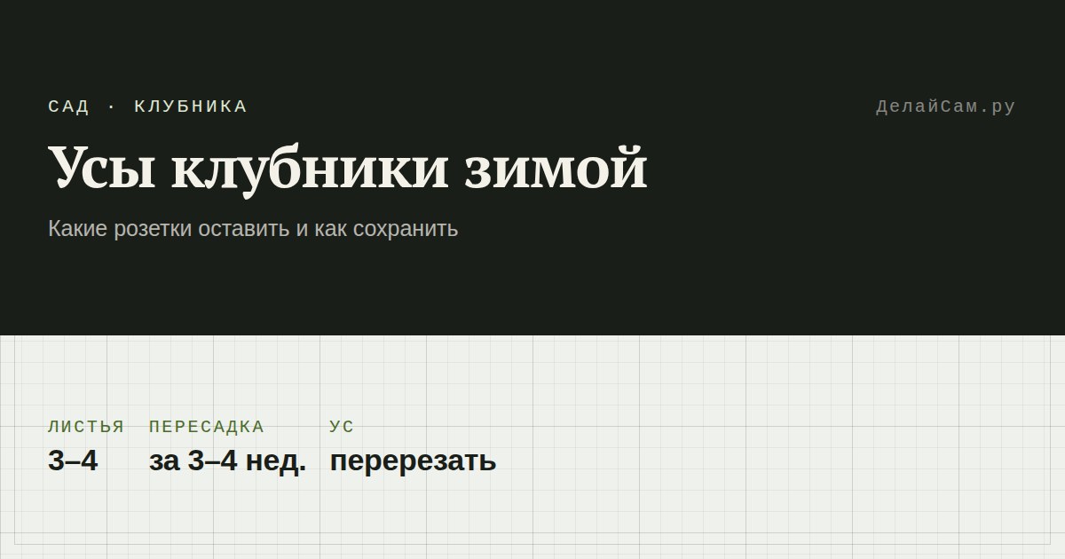 как сохранить усы клубники зимой
