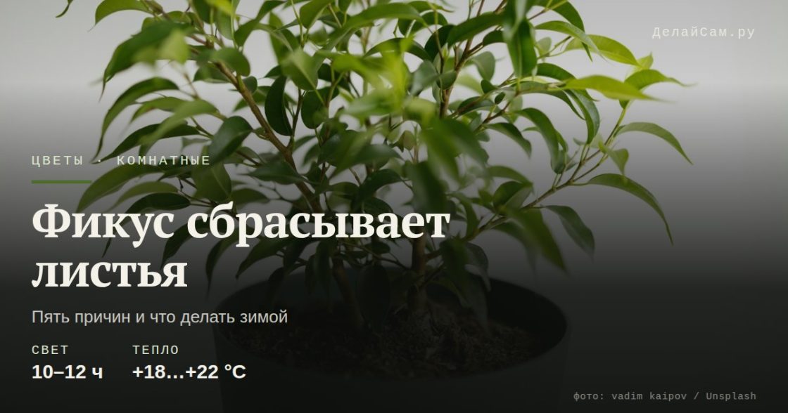 Фикус сбрасывает листья зимой