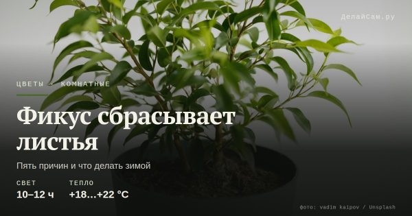 Фикус сбрасывает листья зимой