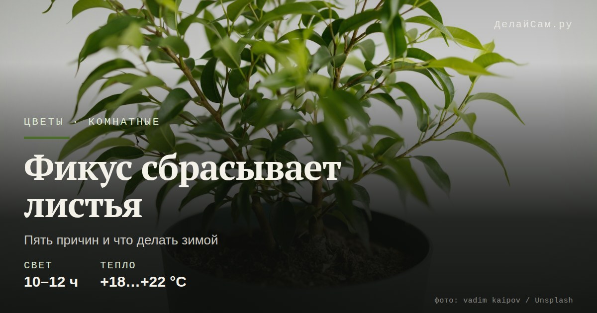 фикус сбрасывает листья зимой