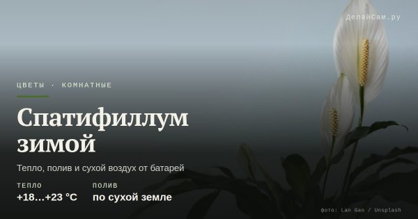 Спатифиллум зимой: уход