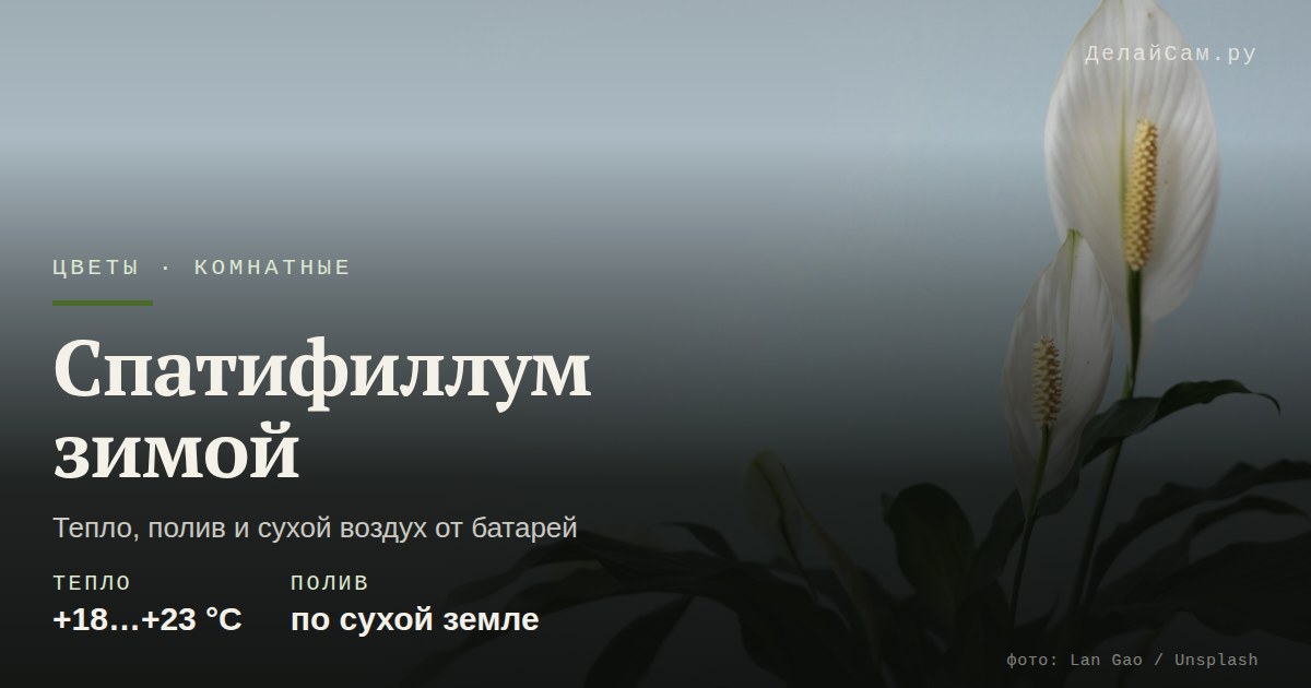 спатифиллум зимой уход