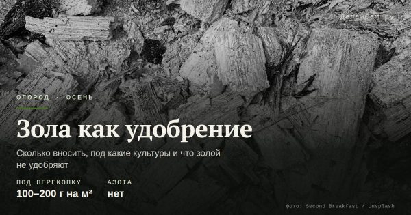 Зола как удобрение: сколько и куда вносить