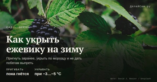 Как укрыть ежевику на зиму