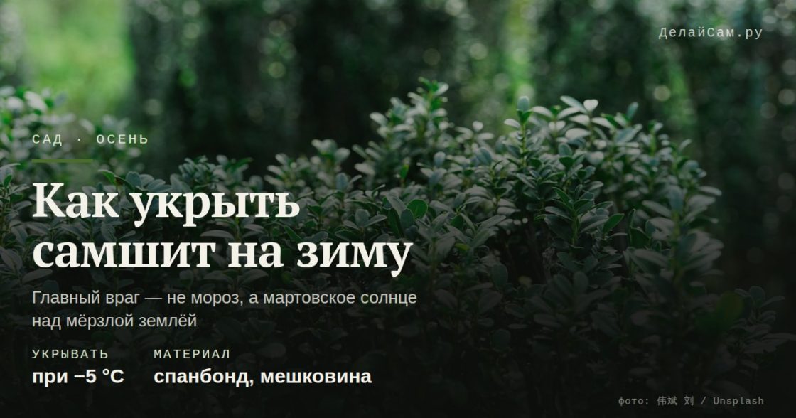Как укрыть самшит на зиму