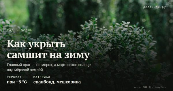 Как укрыть самшит на зиму