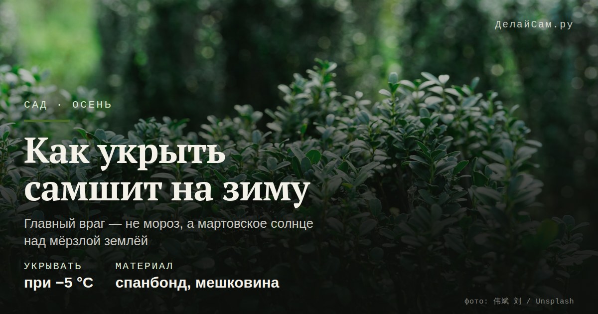 как укрыть самшит на зиму
