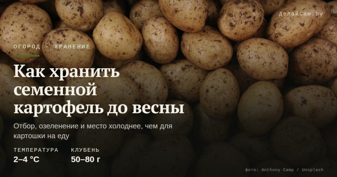 Как хранить семенной картофель до весны