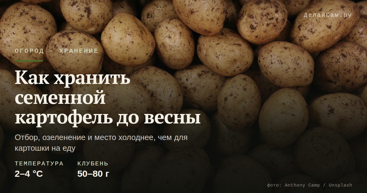 как хранить семенной картофель