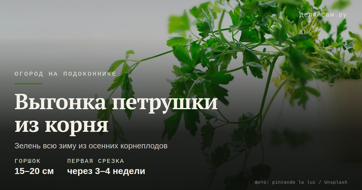 выгонка петрушки из корнеплода