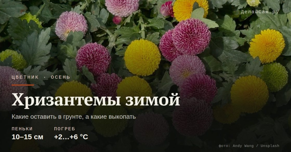 Хризантемы зимой: как сохранить