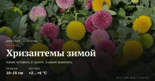 Хризантемы зимой: как сохранить